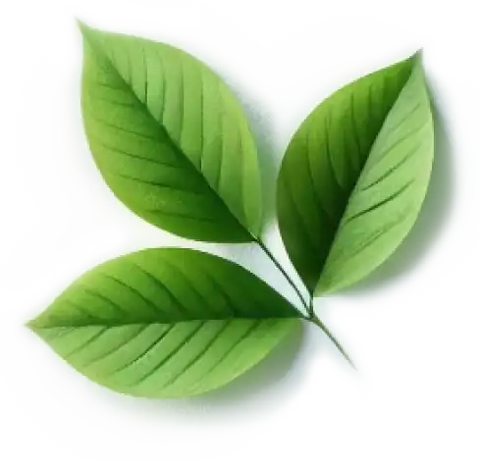 Separator Image