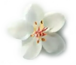 Separator Image